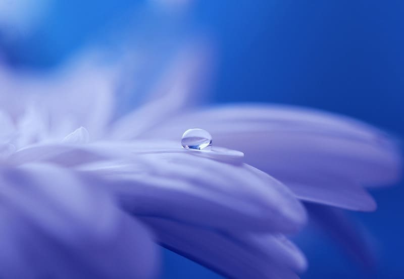 青い花の上に乗った1粒の水滴をマクロレンズで撮影した写真