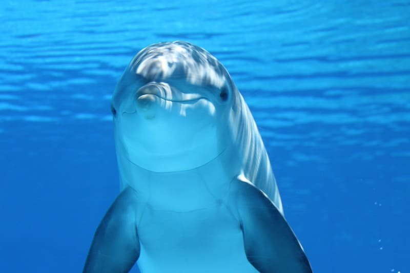 水中で撮影したイルカの写真