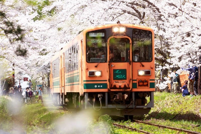 桜並木の中を走る電車