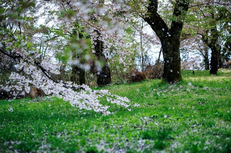 桜の花びらが舞っている写真