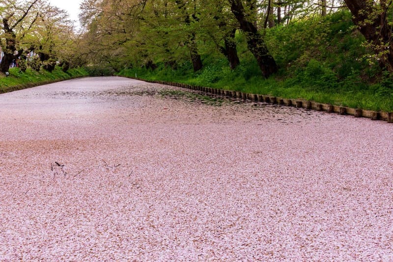 水に浮いた桜の花びらの絨毯