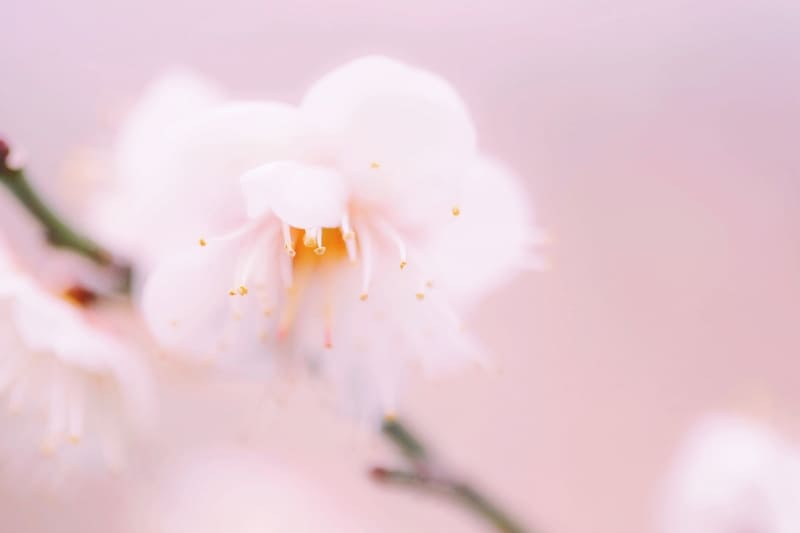 マクロレンズで撮影された淡いピンクの梅の花の写真