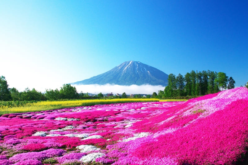 彩度が高く鮮やかな山と芝桜