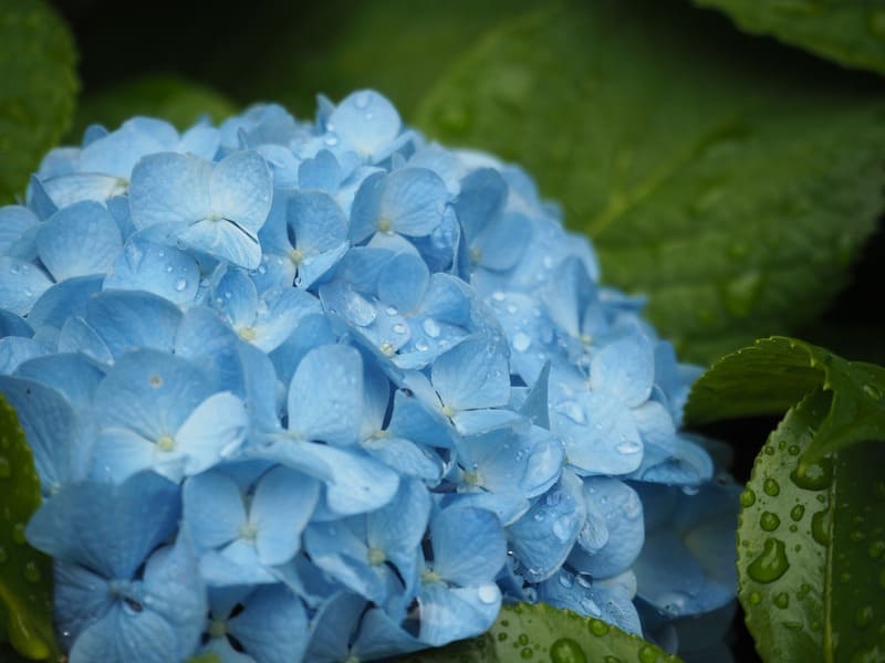 紫陽花を魅力的に写す撮影ポイントを紹介 雨の日でもアジサイを撮りに行こう カメラポケット