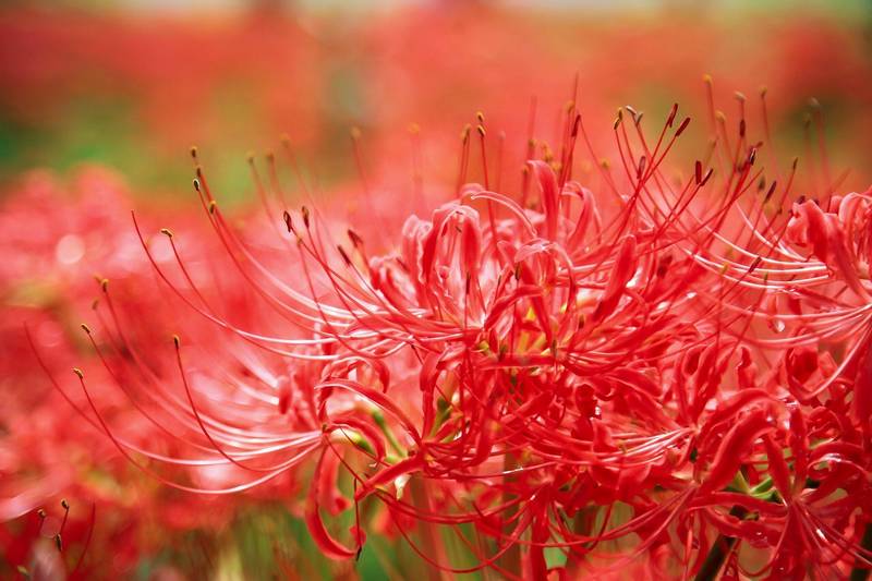 関東編 彼岸花のおすすめスポット25選を県別に紹介 群生する曼珠沙華を楽しもう カメラポケット