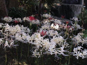 常泉寺の白い彼岸花