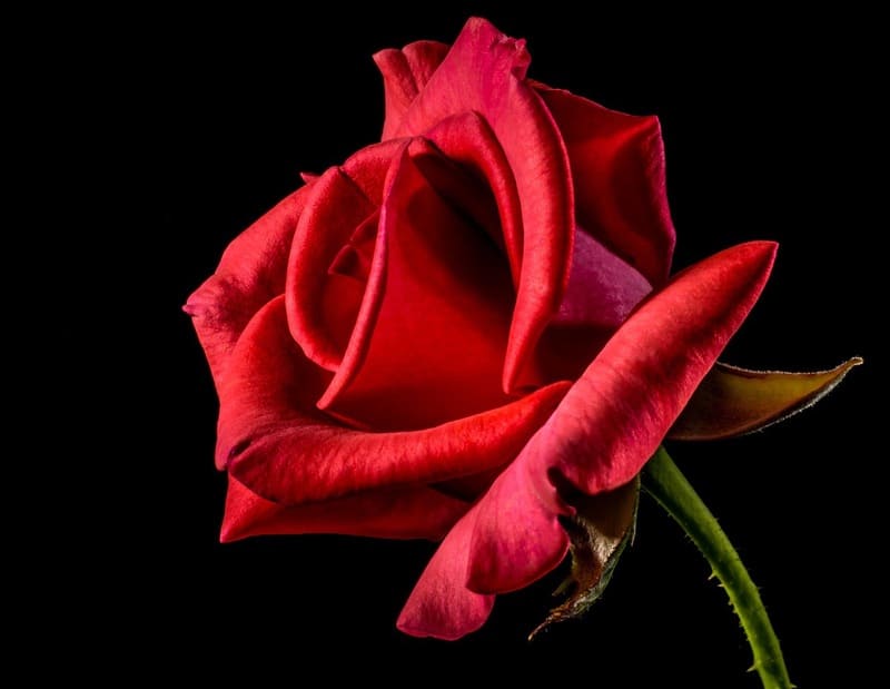 暗闇に浮かぶ赤いバラ