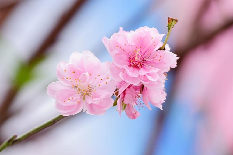 桃の花の見分け方と撮影ポイントを紹介 桜や梅に並ぶ春の訪れを楽しもう カメラポケット