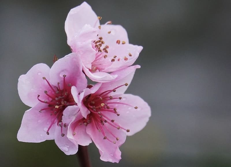 マクロレンズで撮影した桃の花